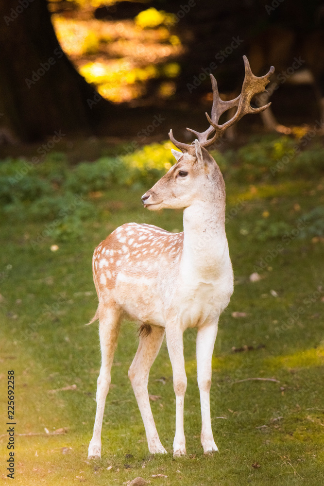 Junghirsch wie aus einem Märchen Junghirsch wie aus einem Märchen