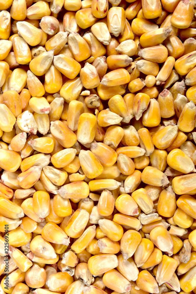texture of corn texture of corn