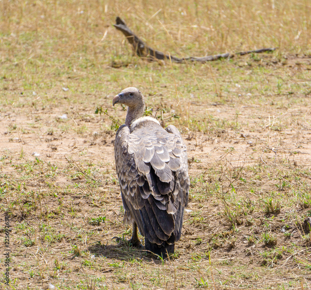 Griffon vulture in Tanzania, Africa. Griffon vulture in Tanzania, Africa.