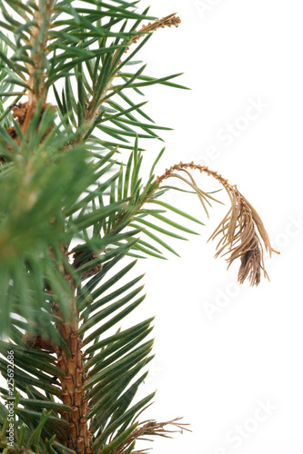 Dieback of shoots spruce