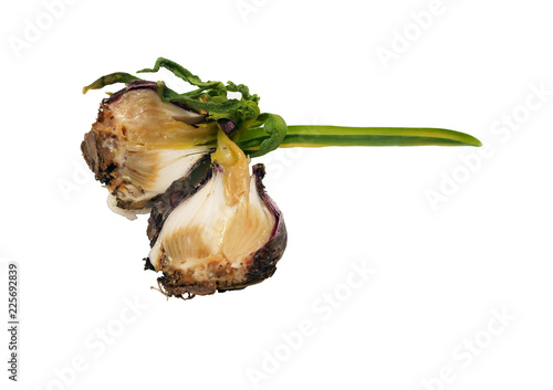 Bacterial disease in hyacinth onion / bacterial soft rot / dying leaves