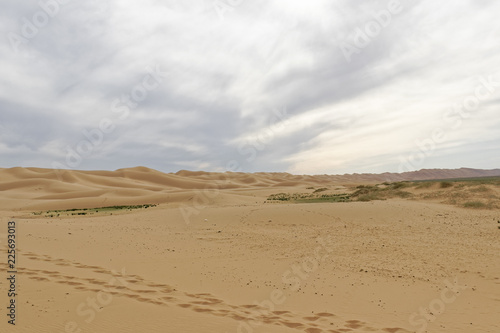 Mongolia, Gobi desert - of camels on the sand.