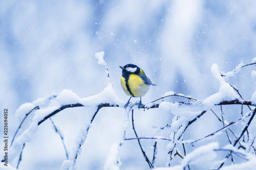 bird tit sitting in the winter new year's Park on a branch during the snowfall bird tit sitting in the winter new year's Park on a branch during the snowfall
