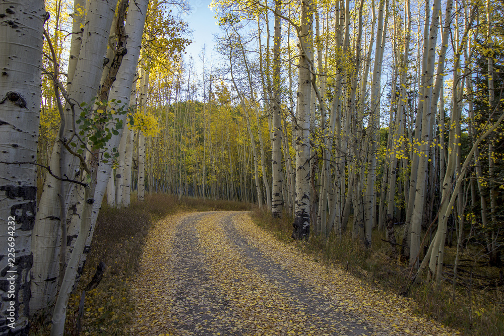 Fototapeta premium Beautiful Aspen tree lined road to nowhere in the fall.