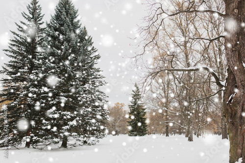 season, nature, landscape and christmas concept - winter forest or park with fir trees and snow © Syda Productions