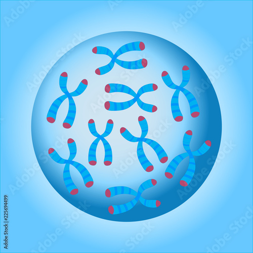 Chromosomes Cell Nucleus