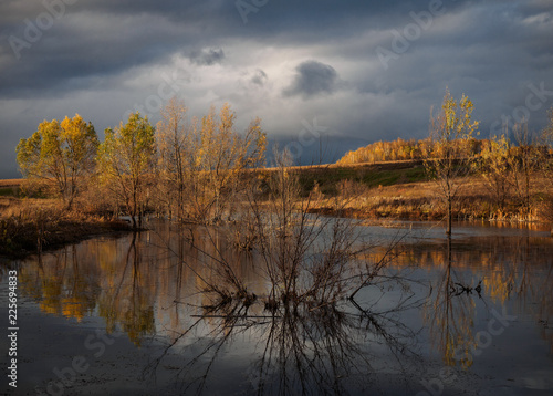 bushes and yellow trees grow in the river and are reflected in the water along with dark clouds in the sky in autumn