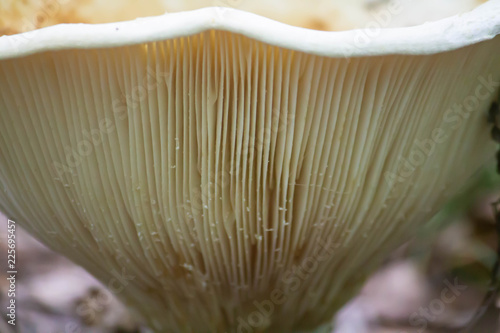 Mushroom close up