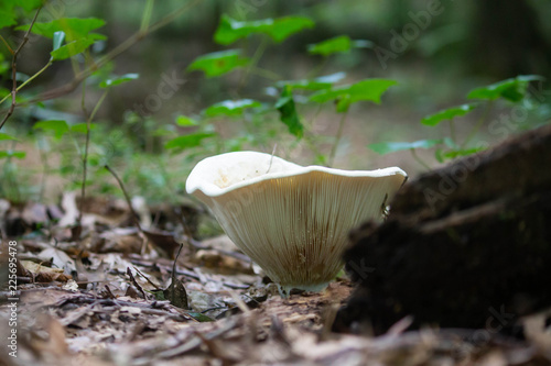 White funnel mushroom
