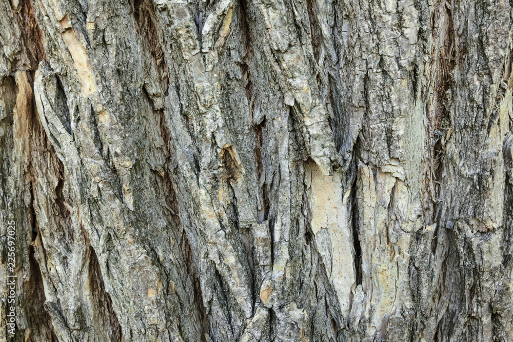 willow tree bark, patterned bark for background willow tree bark, patterned bark for background