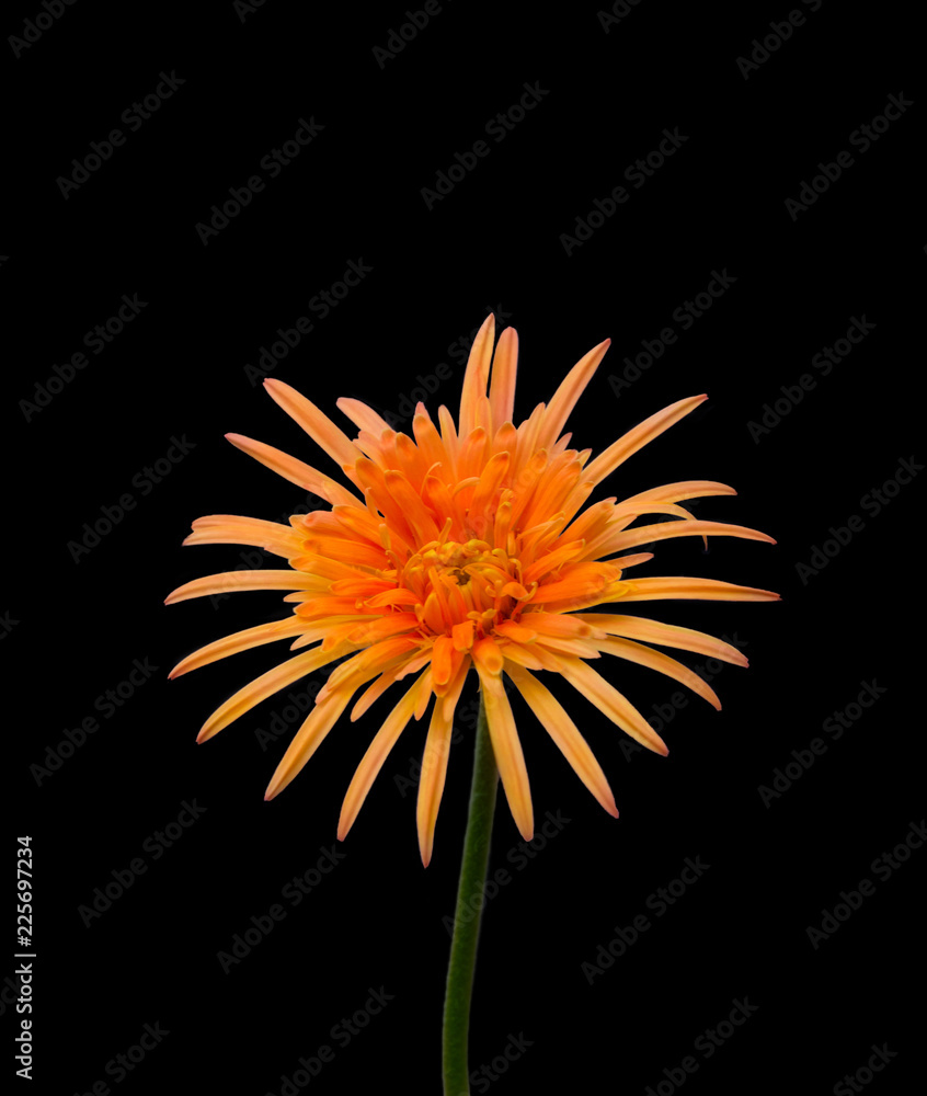 bright orange and yellow gerbera daisy or baberton daisy flower, called in sri lanka as barbendesiya, isolated in black background bright orange and yellow gerbera daisy or baberton daisy flower, called in sri lanka as barbendesiya, isolated in black background