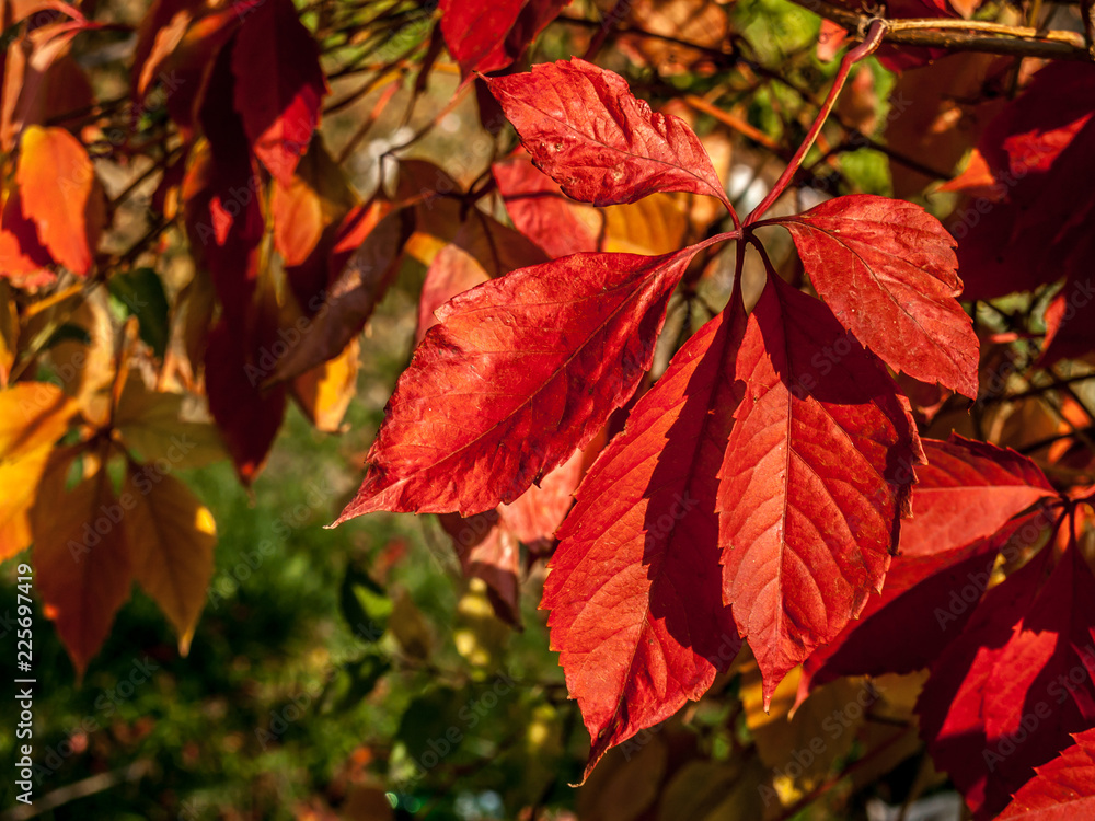 branch of wild grapes with red autumn leaves branch of wild grapes with red autumn leaves
