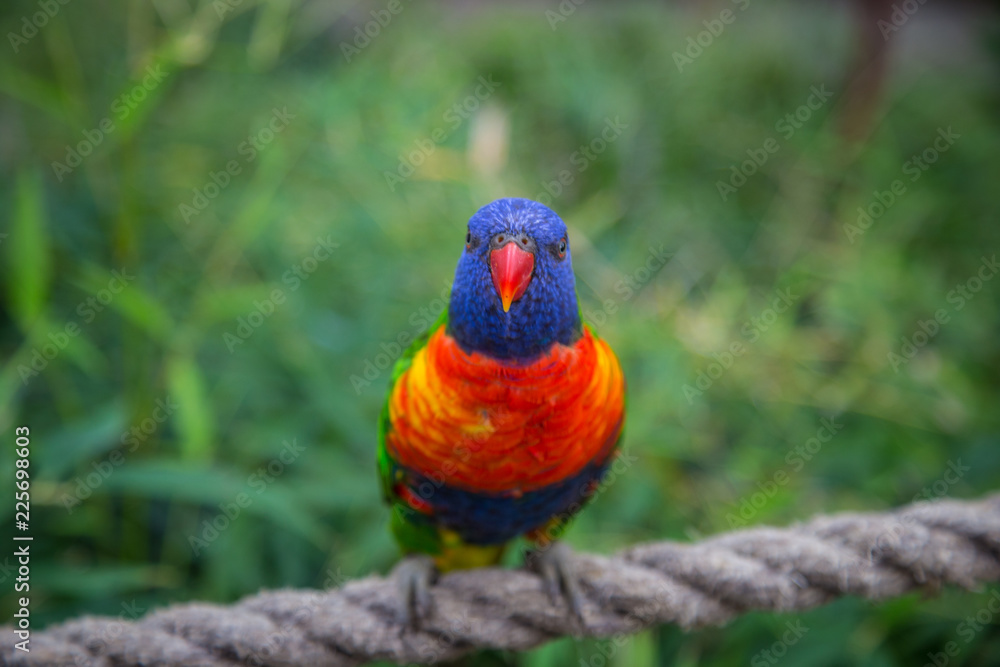 Naklejka premium Colorful Bird perched on a rope in the jungle