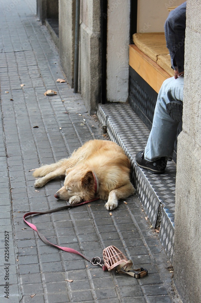 can dogs sleep in muzzles