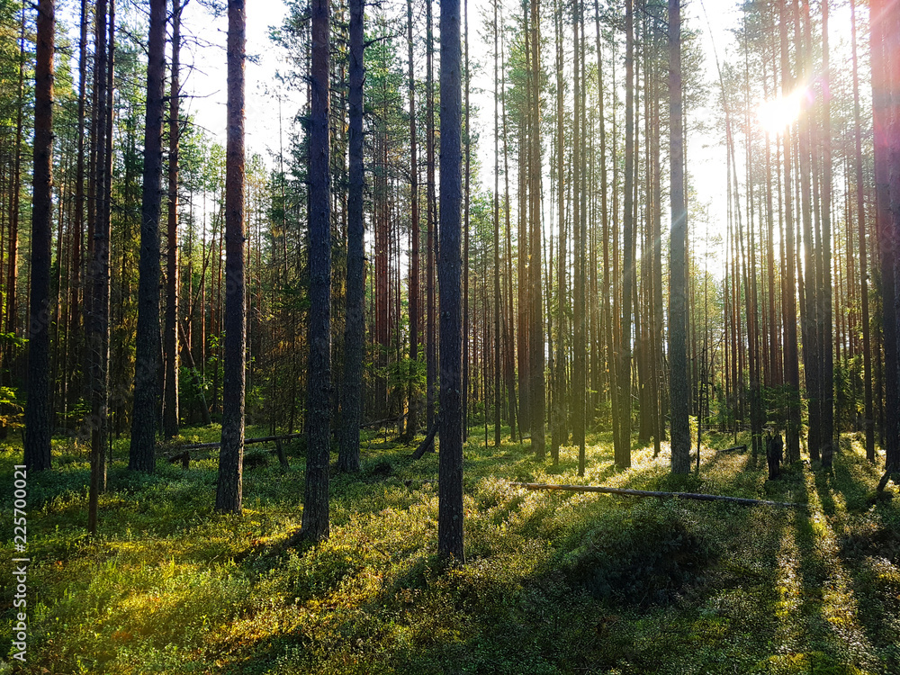 Obraz premium Pine forest in Karelia with sunshine and green moss