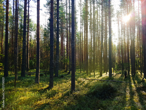 Pine forest in Karelia with sunshine and green moss