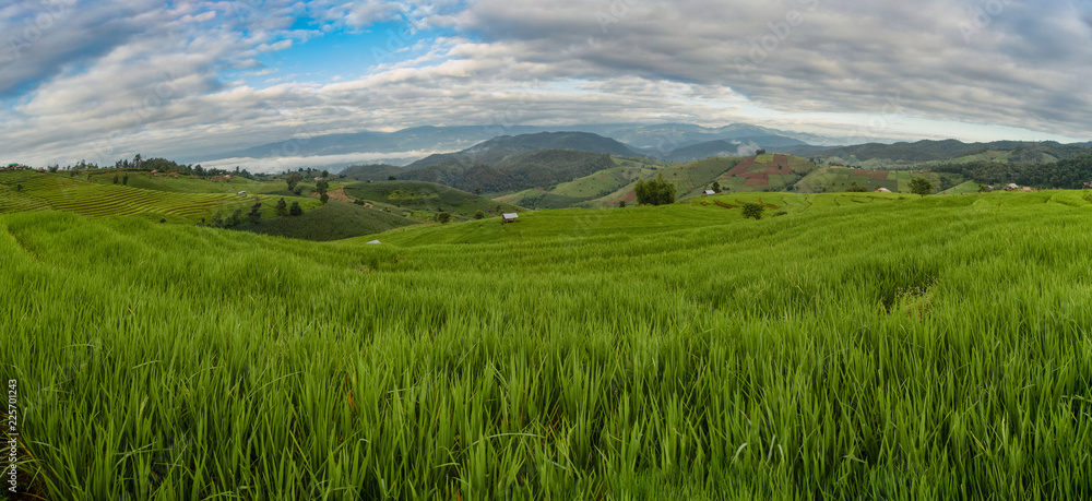 Pa Bong Piang Rice Terraces, Chiang Mai,Thailand.