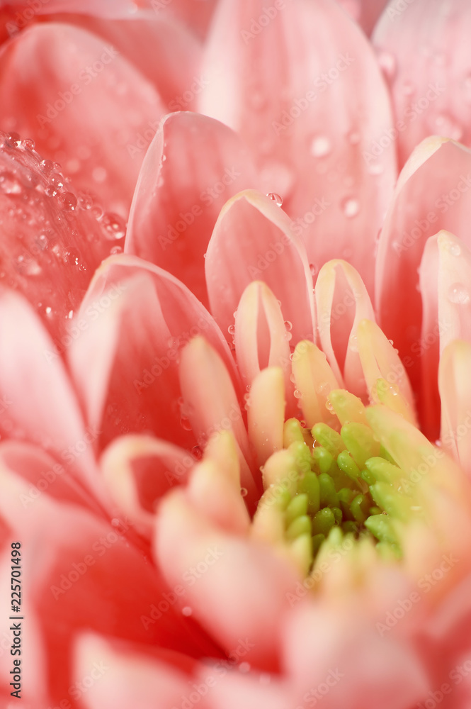 Red chrysanthemum close up