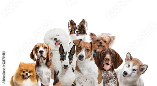 Differents dogs looking at camera isolated on a white studio background. Collage