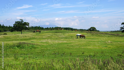 阿蘇の草原に放牧された馬、日本の九州、熊本県の阿蘇山