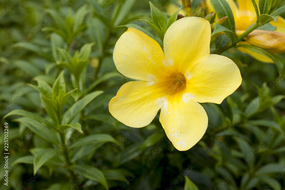 Fototapeta premium Nature flower Fresh yellow of Allamanda and green leaveds in garden.