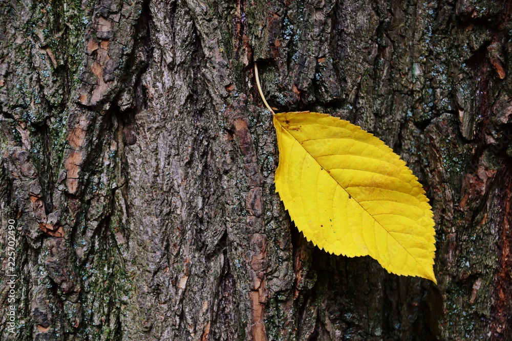 One autumn leaf on the wooden background. Concept photo