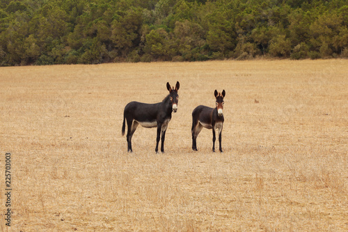 Two wild donkeys as can be seen outdoor in  Karpass region of Northern Cyprus. photo