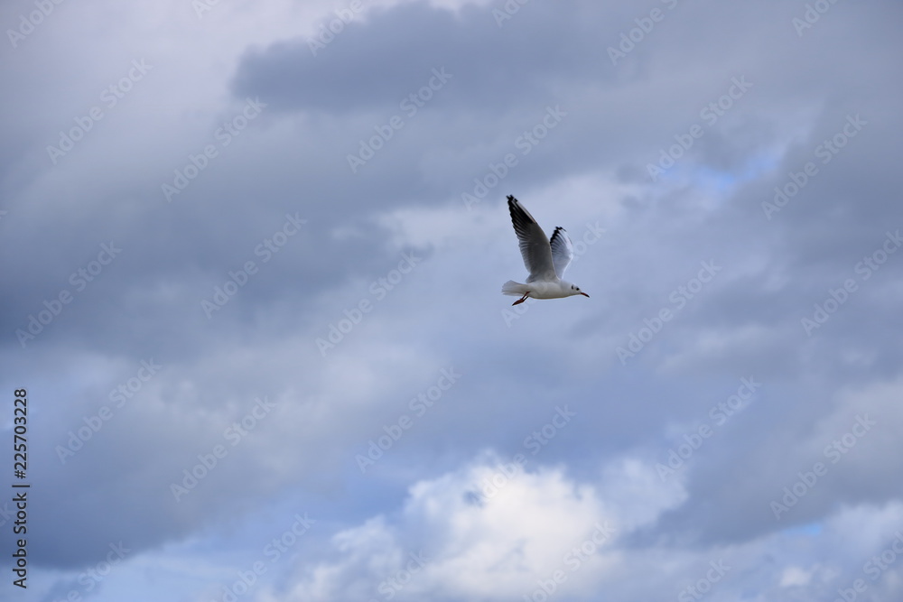 Obraz premium gull in close up
