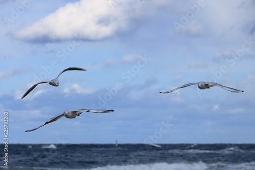 gull in close up