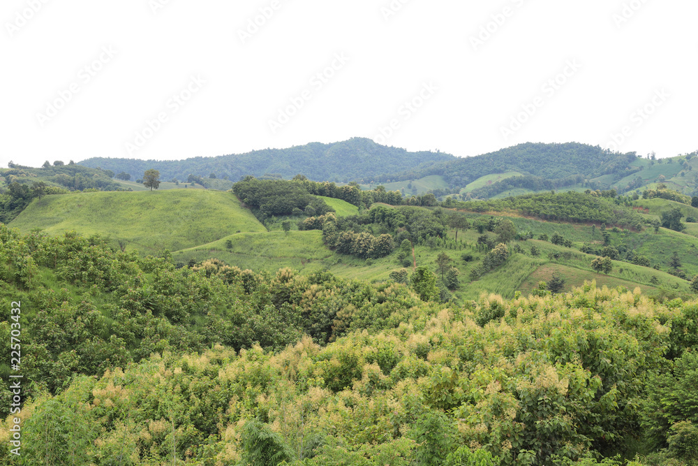 Scenery of teak trees and other kinds of trees on the mountainous field.