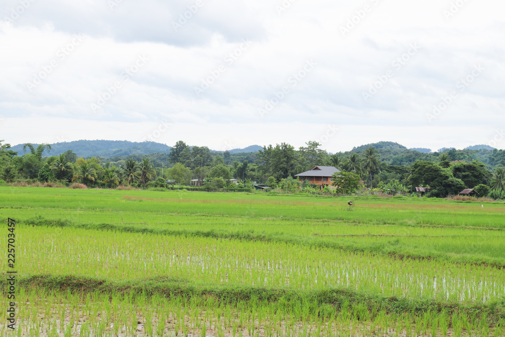 Scenery of green organic rice field in sunny day.