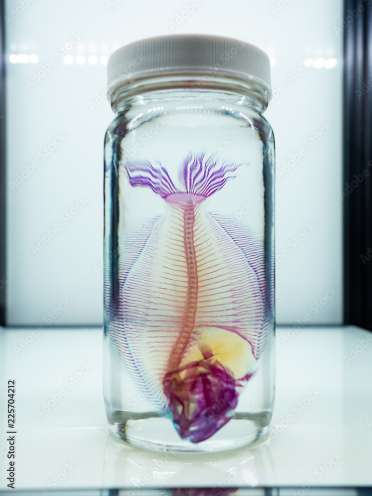 Eerie sample of skeleton staining using Alcian blue for cartilage and