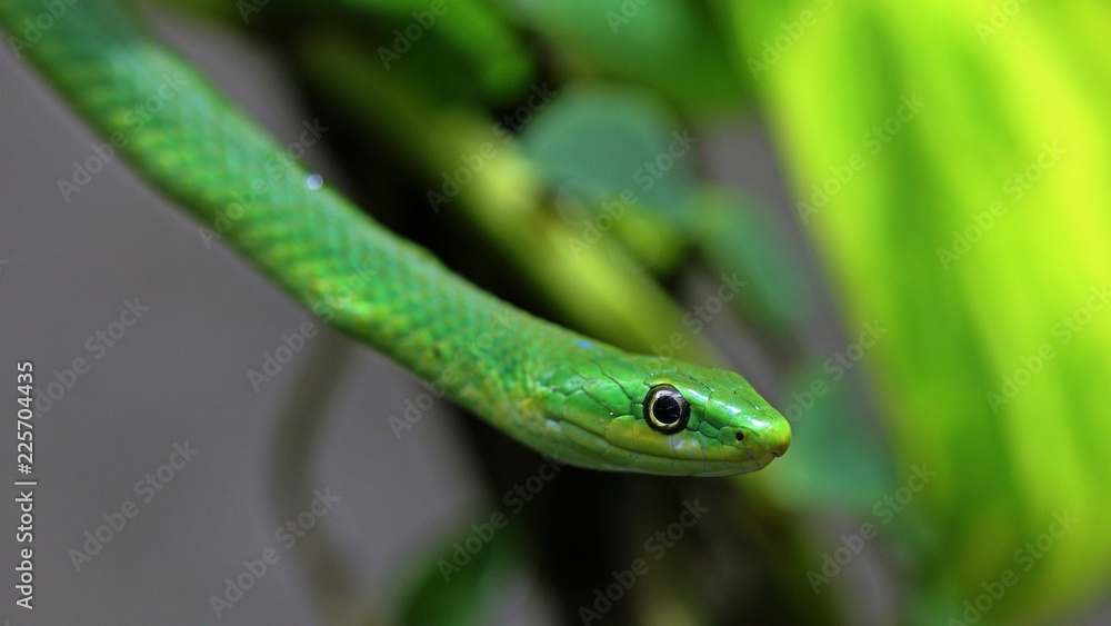 Weibliche Raue Grasnatter (Opheodrys aestivus) im Terrarium
Weibliche Raue Grasnatter (Opheodrys aestivus) im Terrarium
