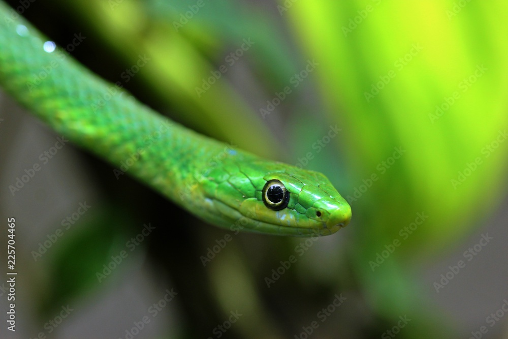 Weibliche Raue Grasnatter (Opheodrys aestivus) im Terrarium
Weibliche Raue Grasnatter (Opheodrys aestivus) im Terrarium