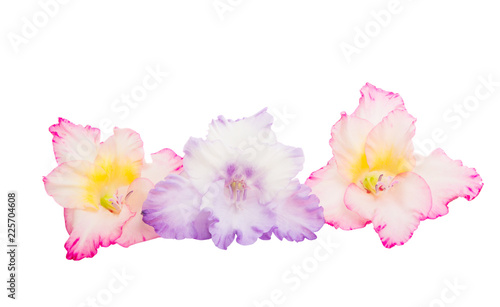 Fototapeta Naklejka Na Ścianę i Meble -  gladiolus flowers isolated