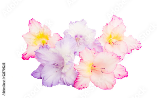 Fototapeta Naklejka Na Ścianę i Meble -  gladiolus flowers isolated
