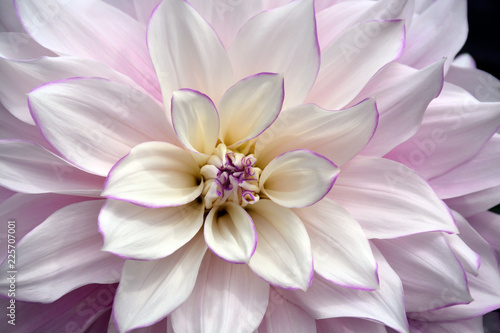 Vászonkép Lovely white dahlia flower with purple edging