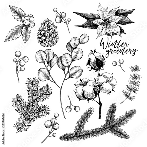 Hand drawn Christmas plants. Vector pine branch, fir, eucalyptus, holly, poinsettia, cotton. Xmas greenery. New Year greeting card. Winter seasonal greetings, party, celebration.
