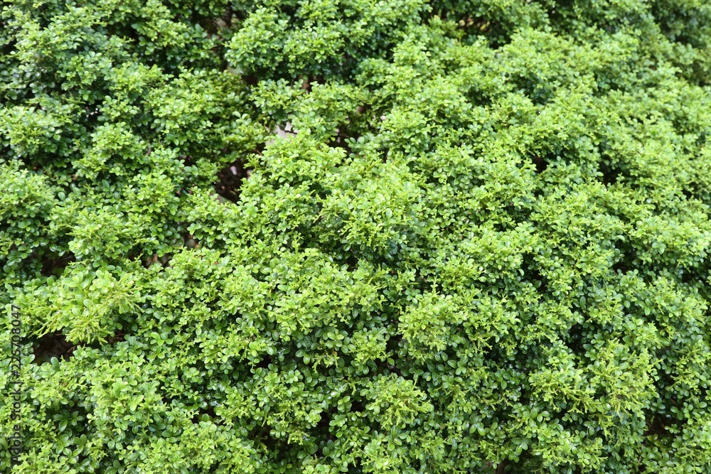 Green leaves backgroud garden