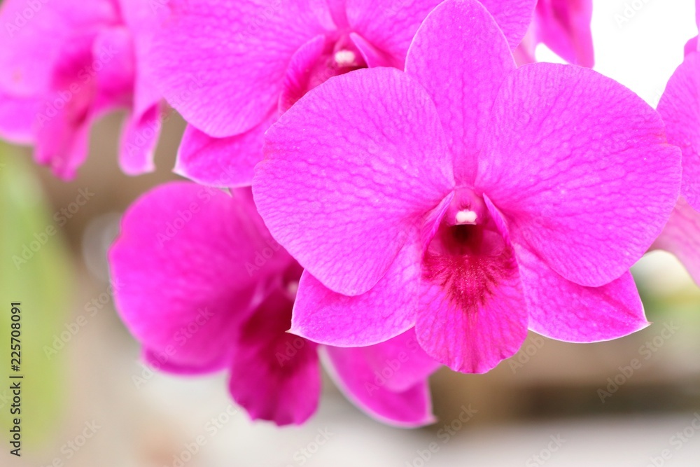 Tropical pink orchid flower Tropical pink orchid flower