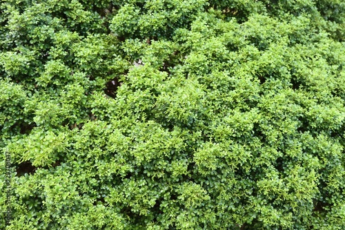Green leaves backgroud garden