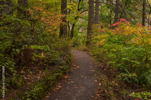 Autumn forest path 