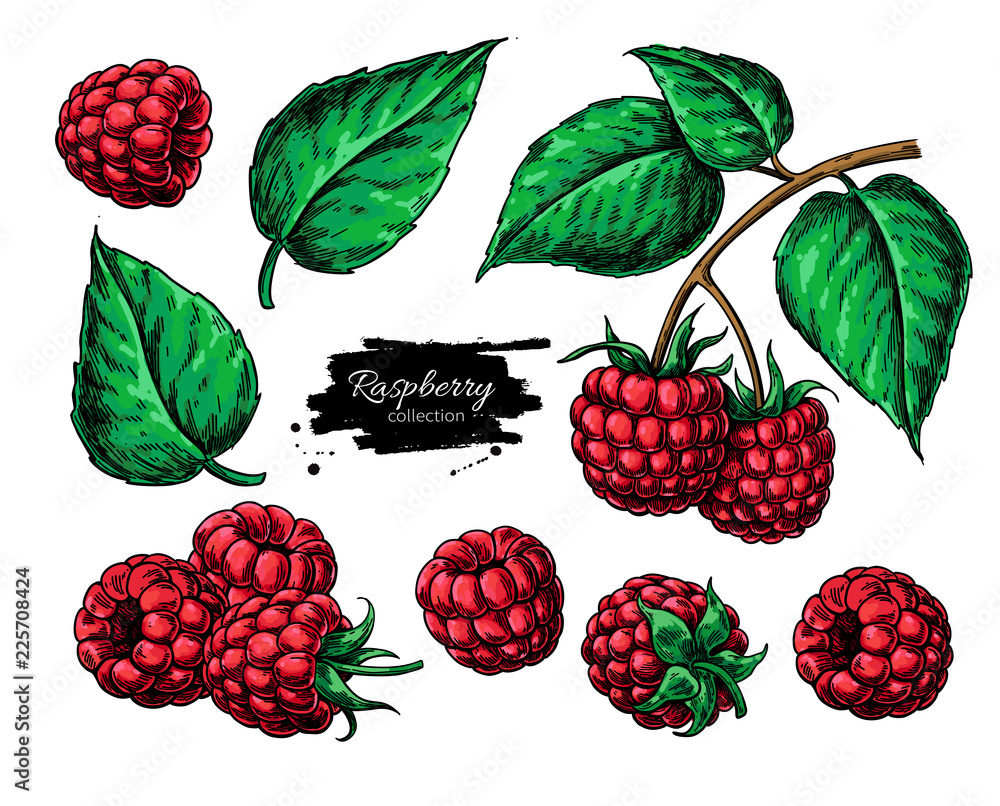 Raspberry vector drawing. Isolated berry branch sketch - obrazy, fototapety, plakaty 