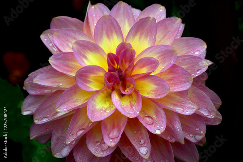 Fototapeta Naklejka Na Ścianę i Meble -  Close up of pink and yellow dahlia flower on black background