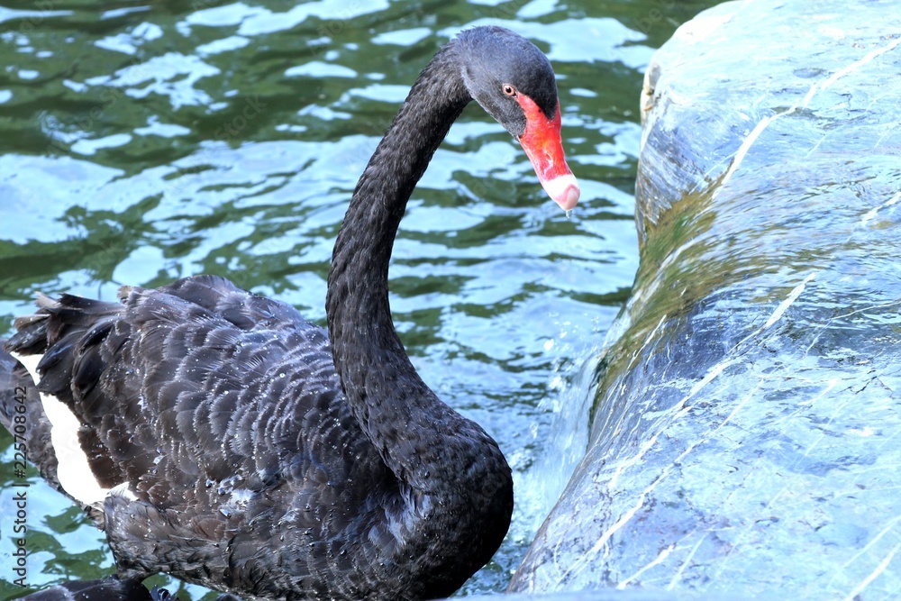 Fototapeta premium black swan in lake