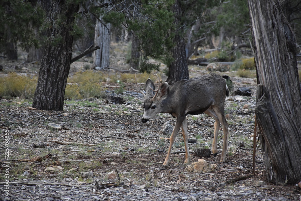 Grand Canyon Wildlife
