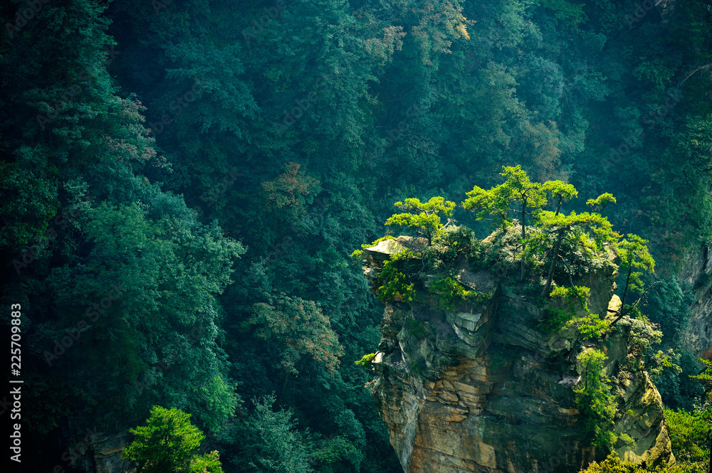 Trees on summit in Zhangjiajie chinese national park