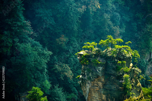 Trees on summit in Zhangjiajie chinese national park