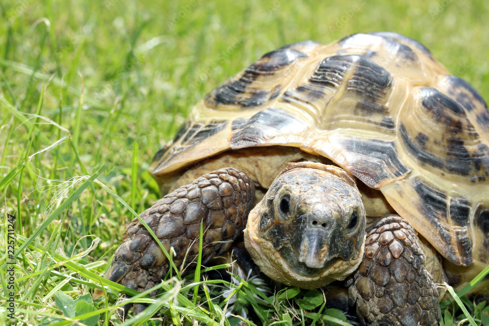 Fototapeta premium A Tortoise on green grass
