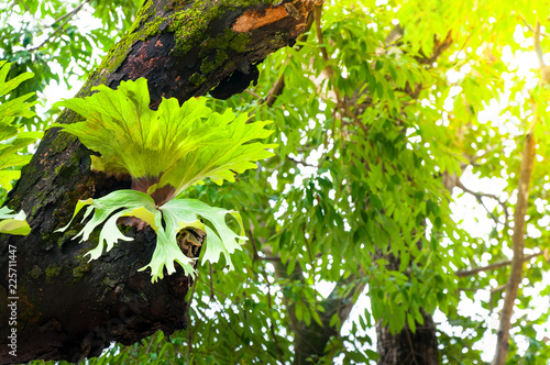 Platycerium superbum on big tree, Green staghorn fern species of fern nature at garden photo